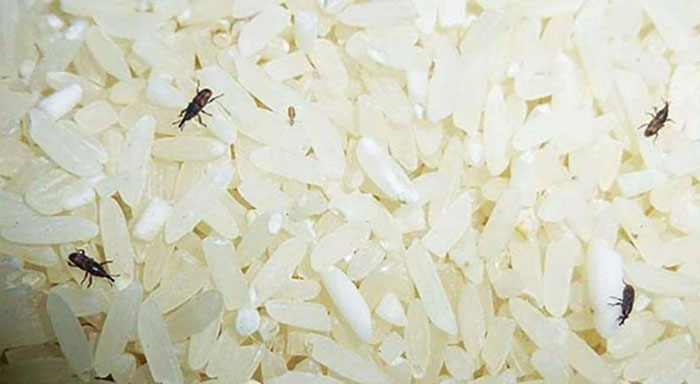 盤錦營田米業有限公司